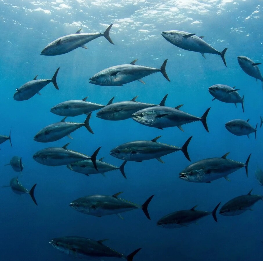 Fresh Tuna